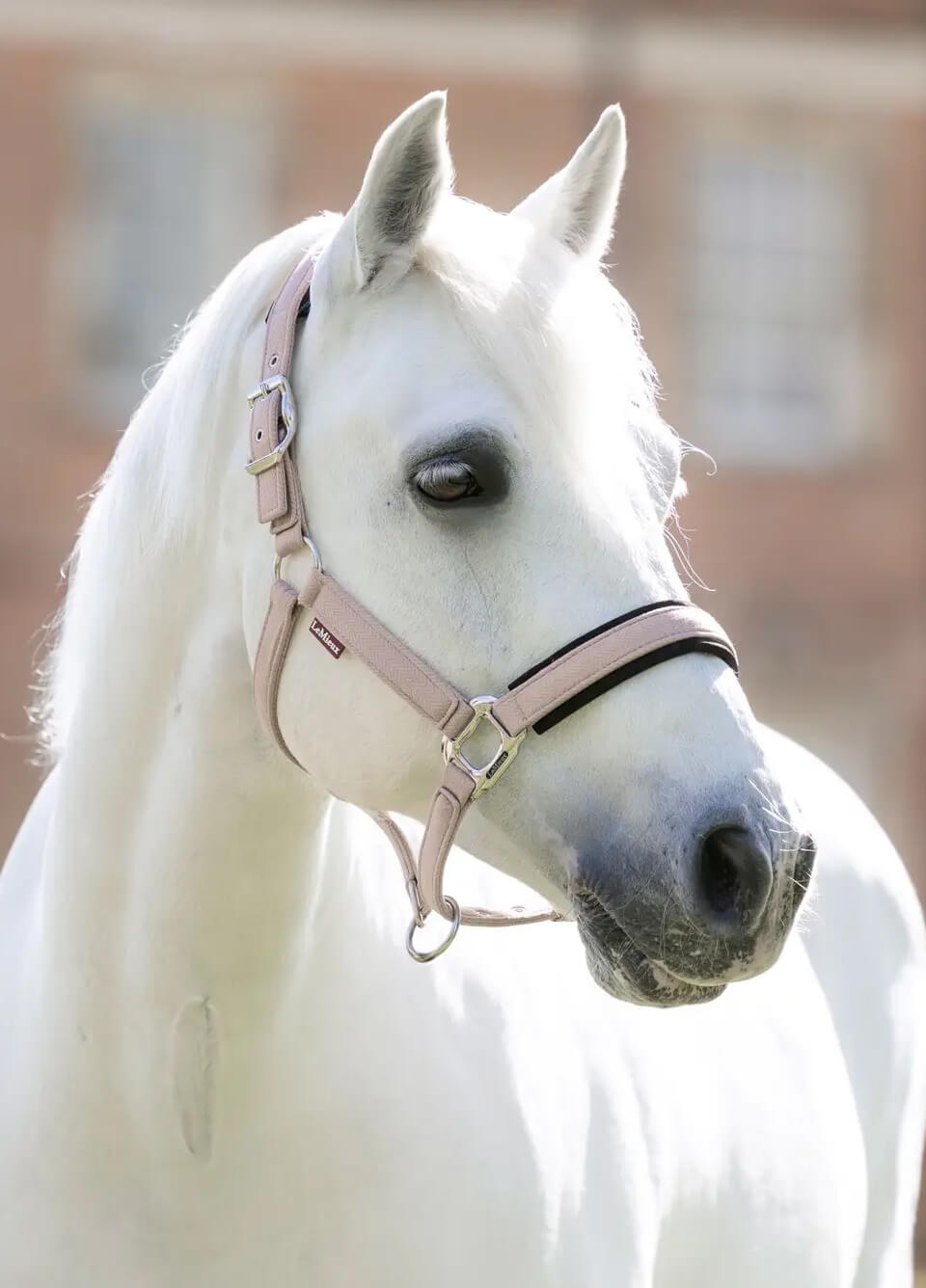 LeMieux Heritage Headcollar - Wild Rose