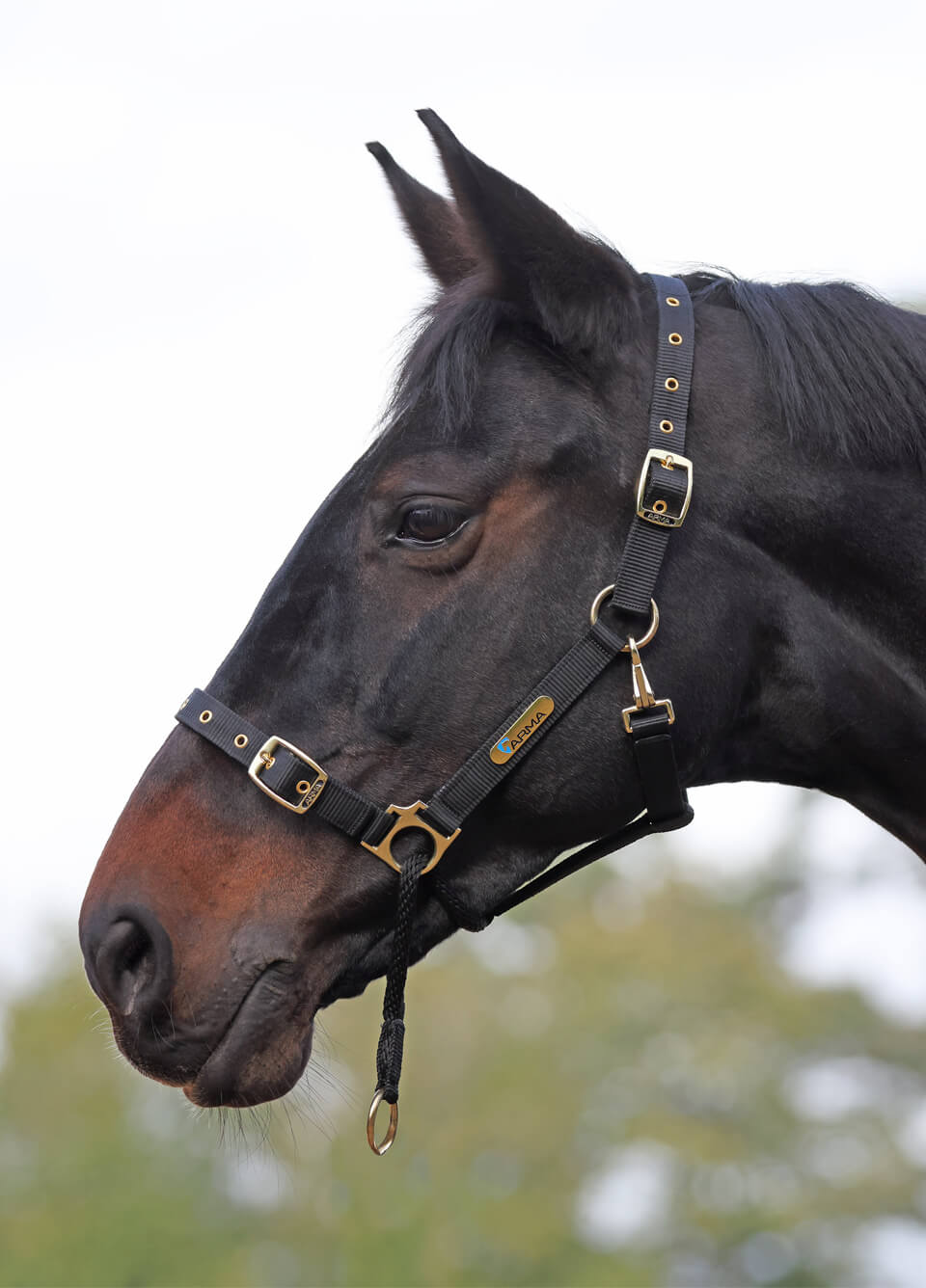 Shires ARMA Control Headcollar - Black