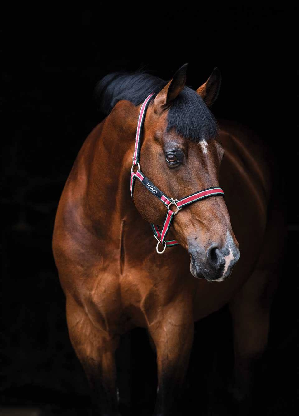 Amigo Headcollar - Red