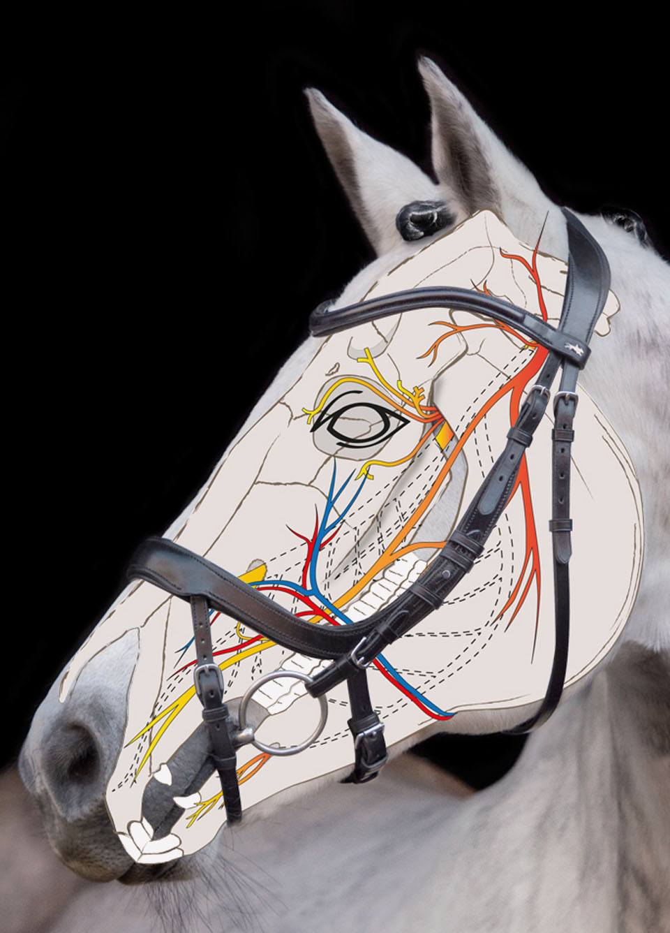 Schockemohle Equitus Alpha Bridle - Brown