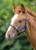 Shires Nylon Foal Headcollar - Navy
