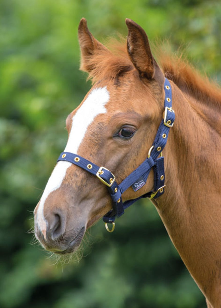 Shires Nylon Foal Headcollar - Navy