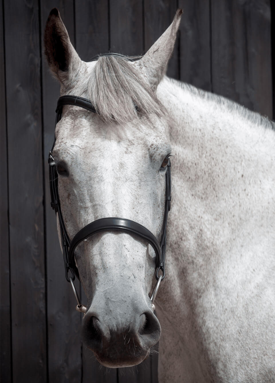 Henry James Cavesson Bridle - Black