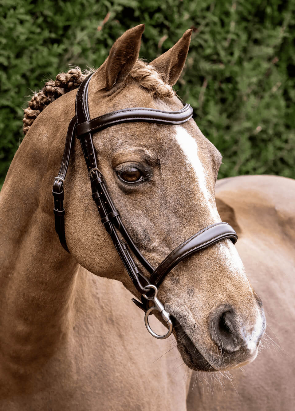 Henry James Cavesson Bridle - Havana