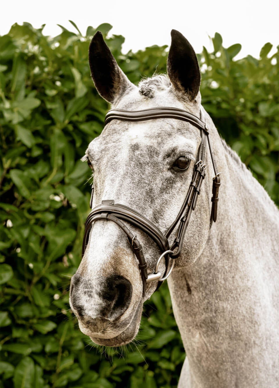 Henry James Comfort Flash Bridle - Havana