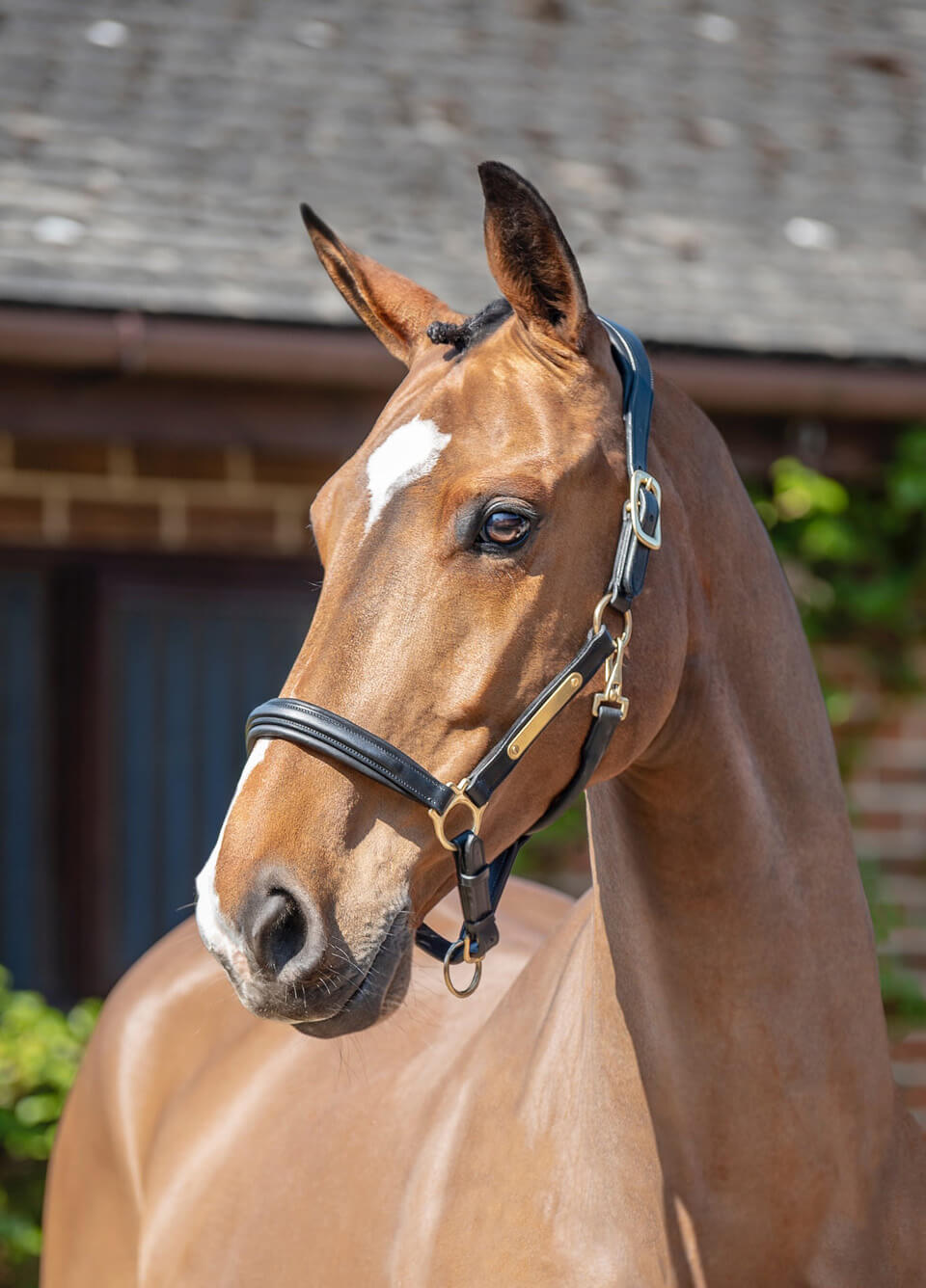 Henry James Comfort 3D Air Headcollar - Black
