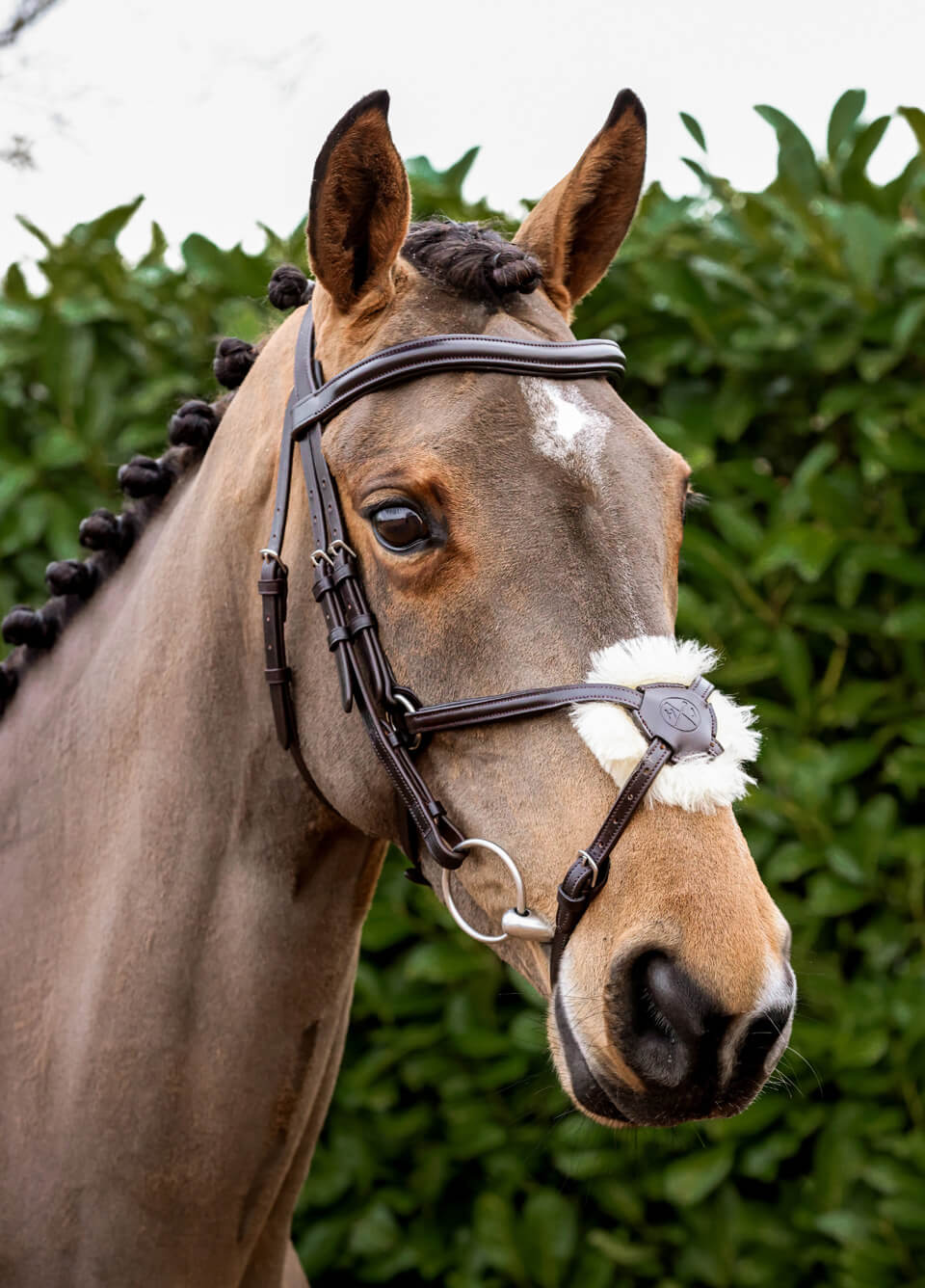Henry James Mexican Grackle Bridle - Havana