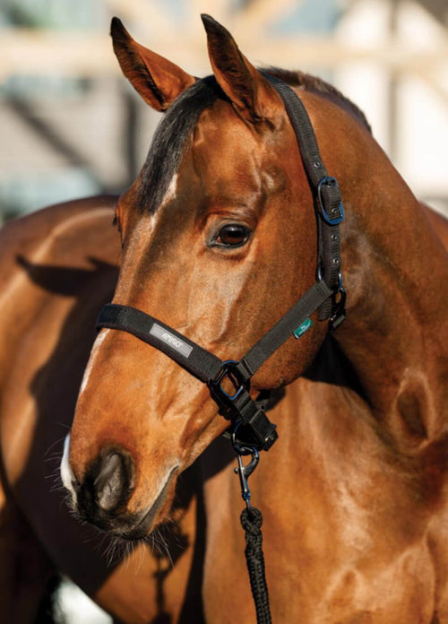 Amigo Headcollar & Leadrope - Black