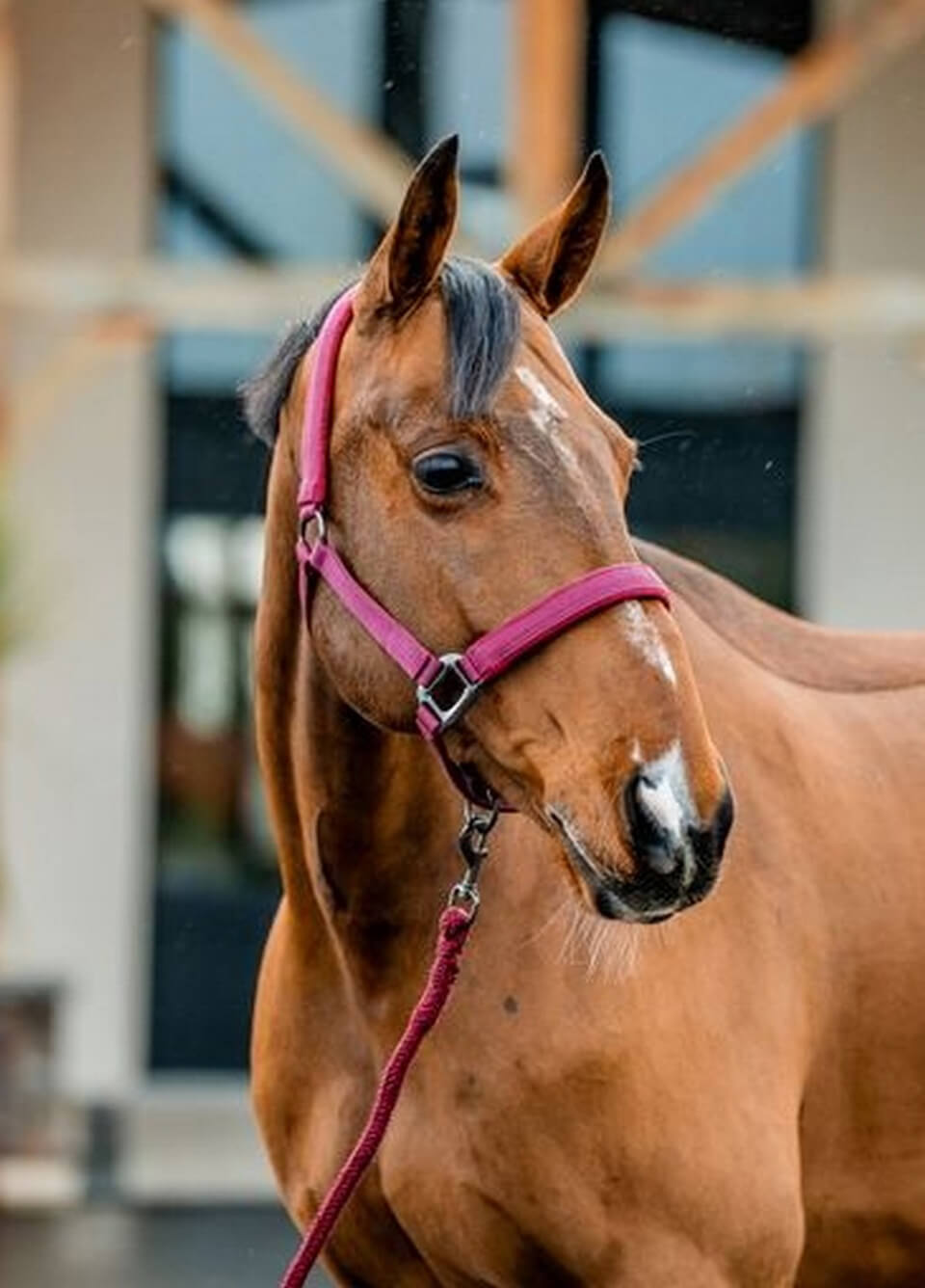 Amigo Headcollar & Leadrope - Mulberry