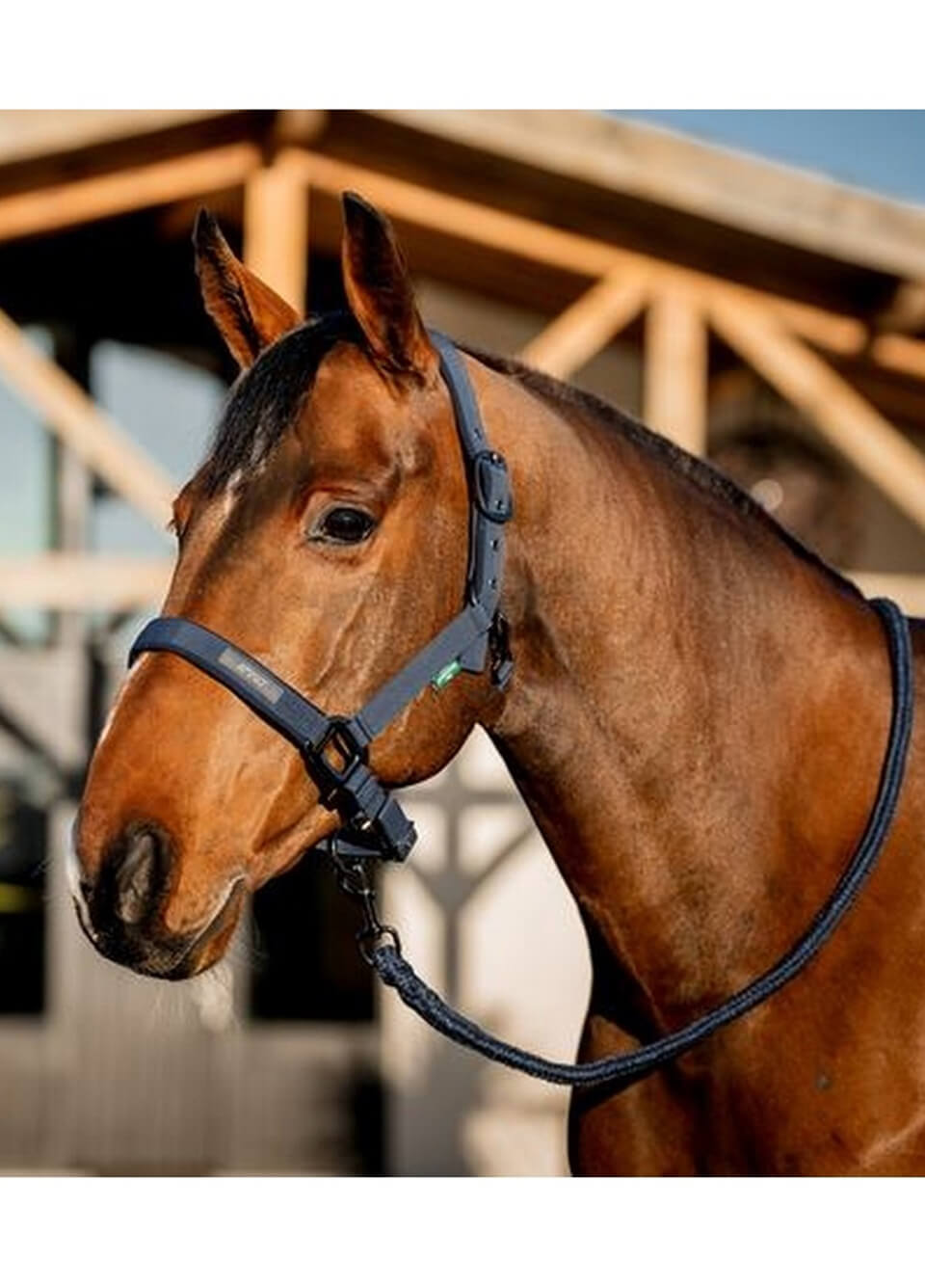 Amigo Headcollar & Leadrope - Navy