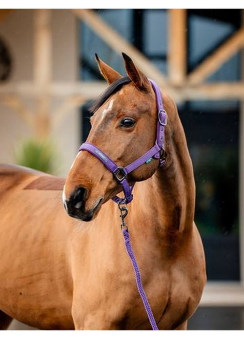 Amigo Headcollar & Leadrope - Winterberry