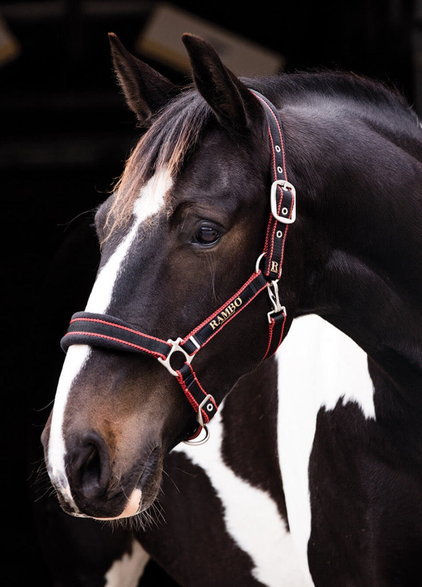 Rambo Padded Headcollar - Black/Tan/Orange