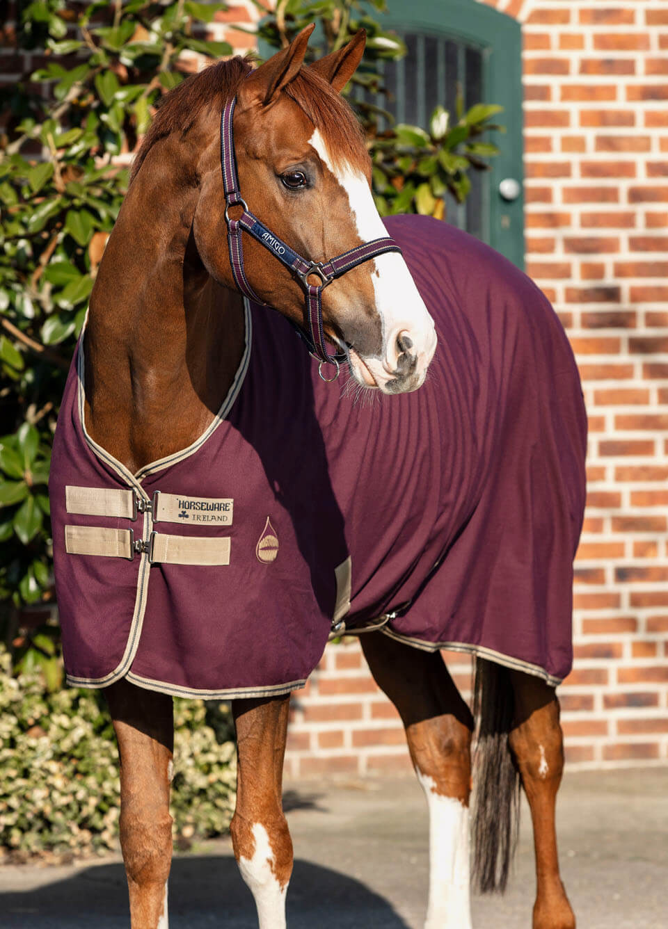 Amigo Jersey Cooler - Fig
