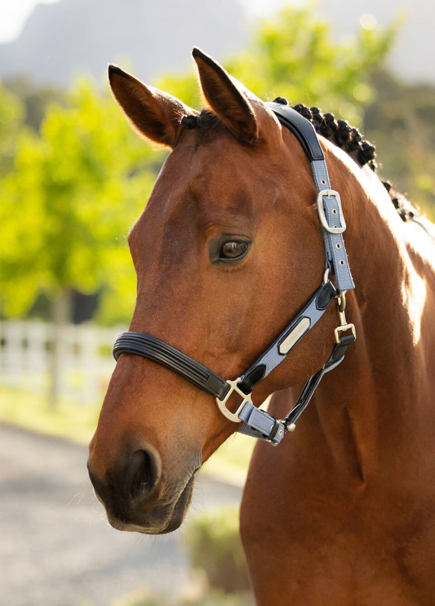 LeMieux Capella Headcollar - Powder Blue