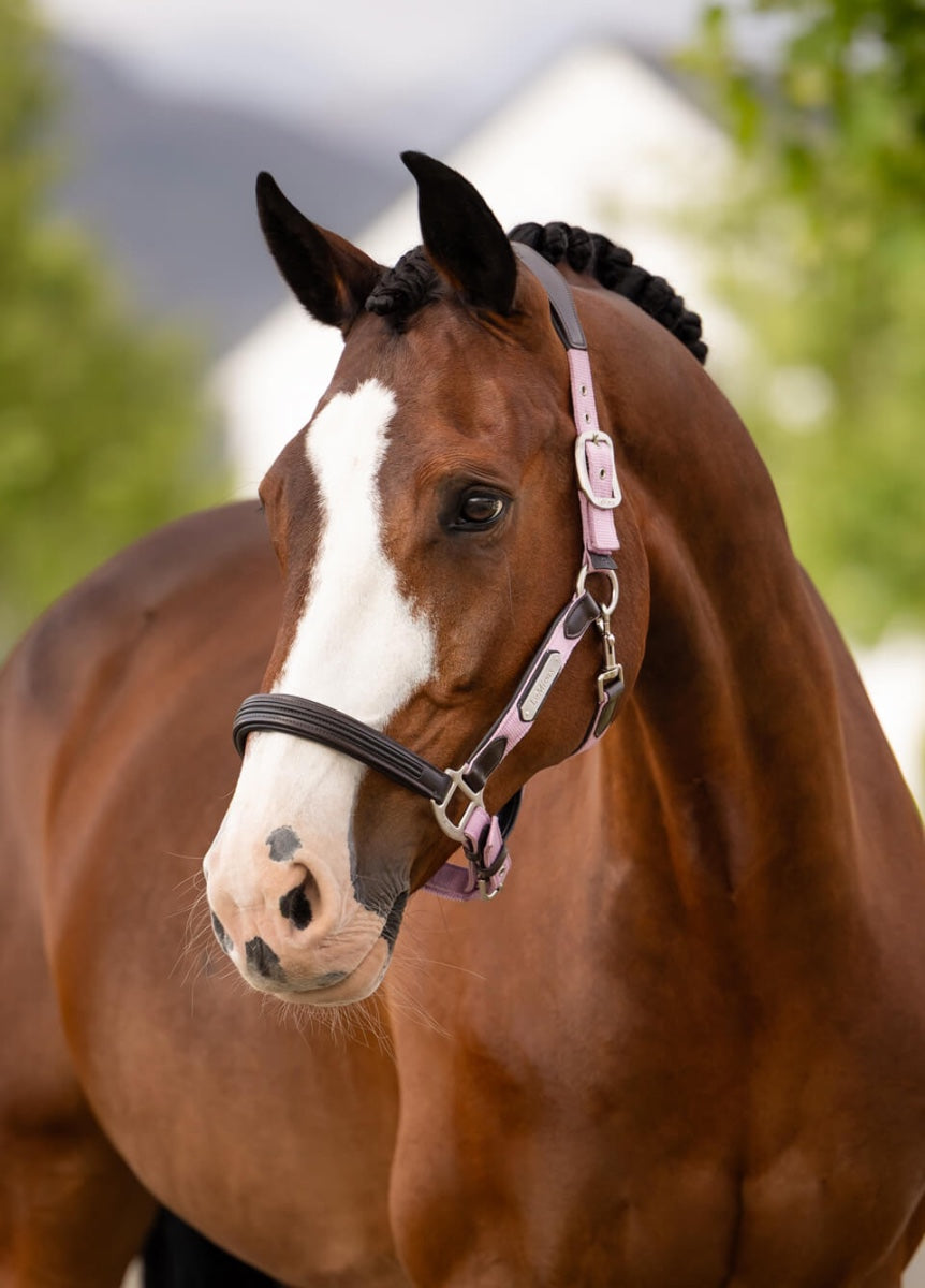 LeMieux Capella Headcollar - Fondant