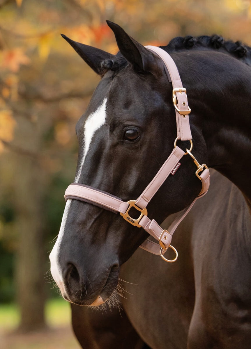 LeMieux Essence Headcollar - Wild Rose