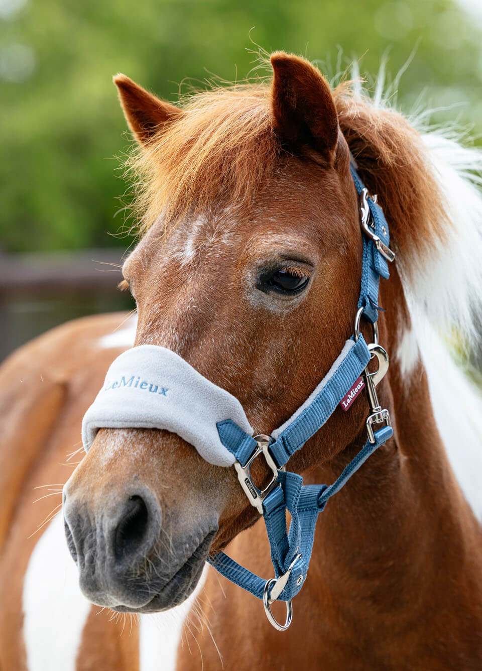 LeMieux Mini Vogue Headcollar & Leadrope - Ice Blue