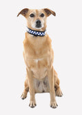 Polite Reflective Dog Collar