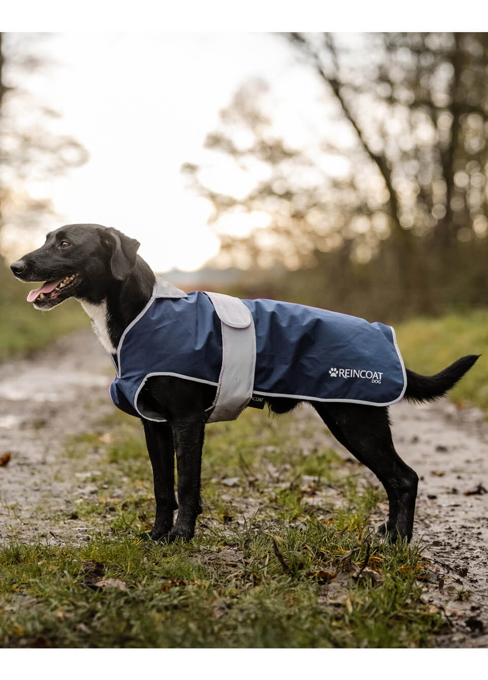 Reincoat Dog Rug - Navy/Silver