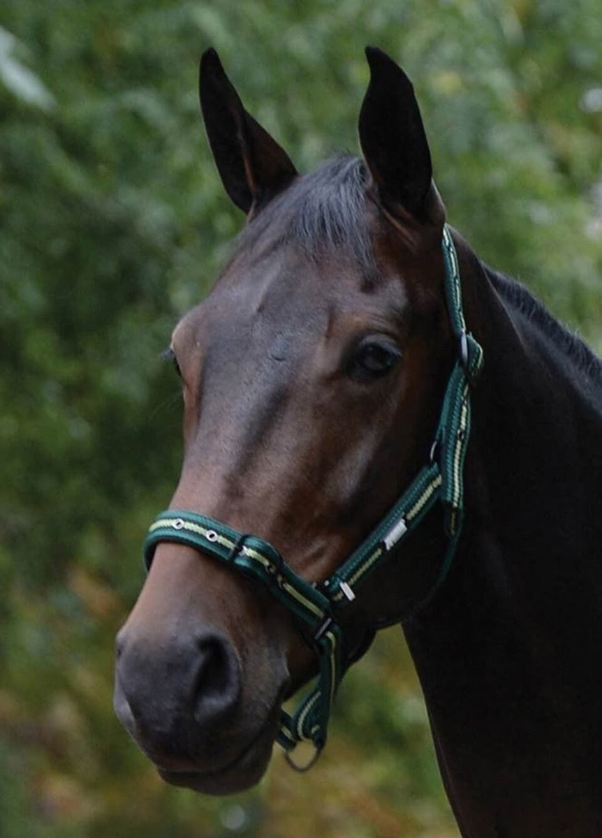 Roma Coordinate Padded Headcollar - Dark Green/Black/Green