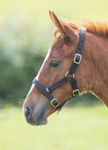 Shires Nylon Foal Headcollar - Black
