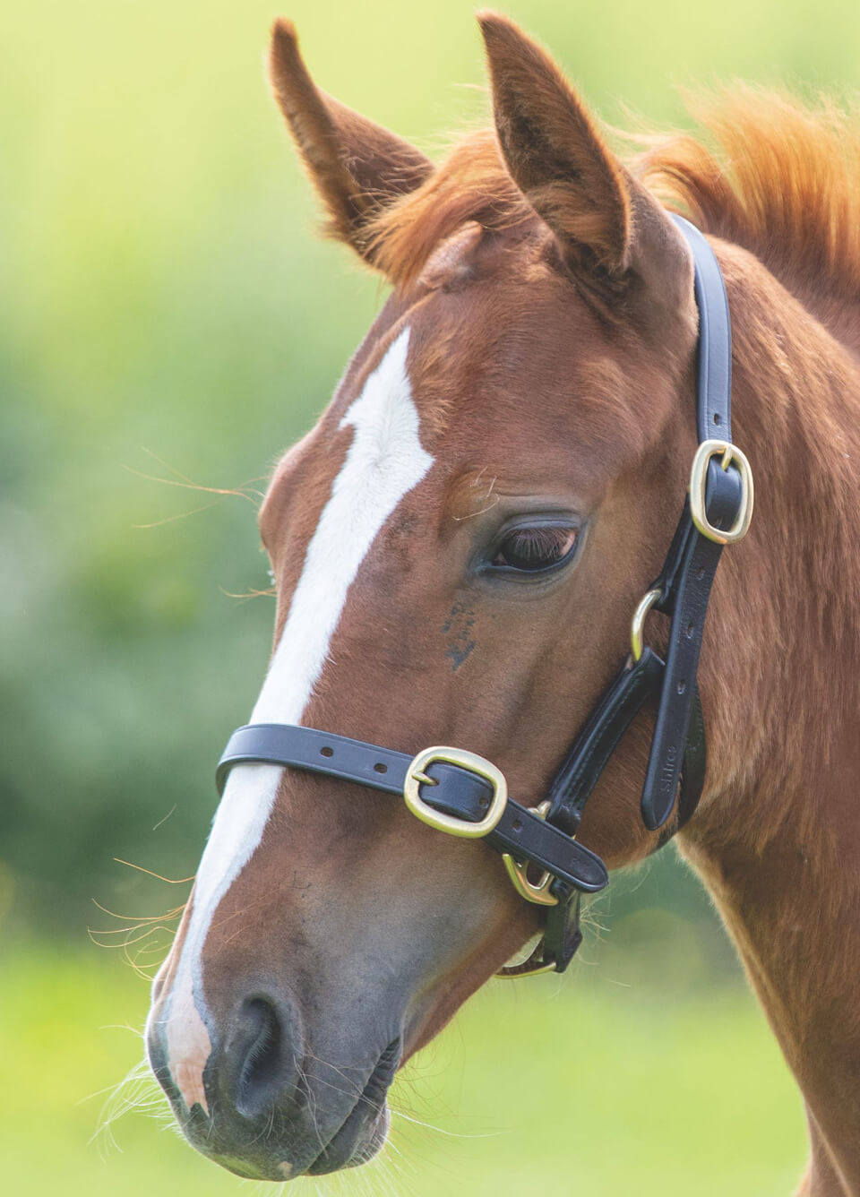 Shires Velociti GARA Adjustable Leather Headcollar - Black