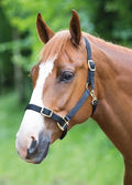 Shires Nylon Adjustable Headcollar - Black
