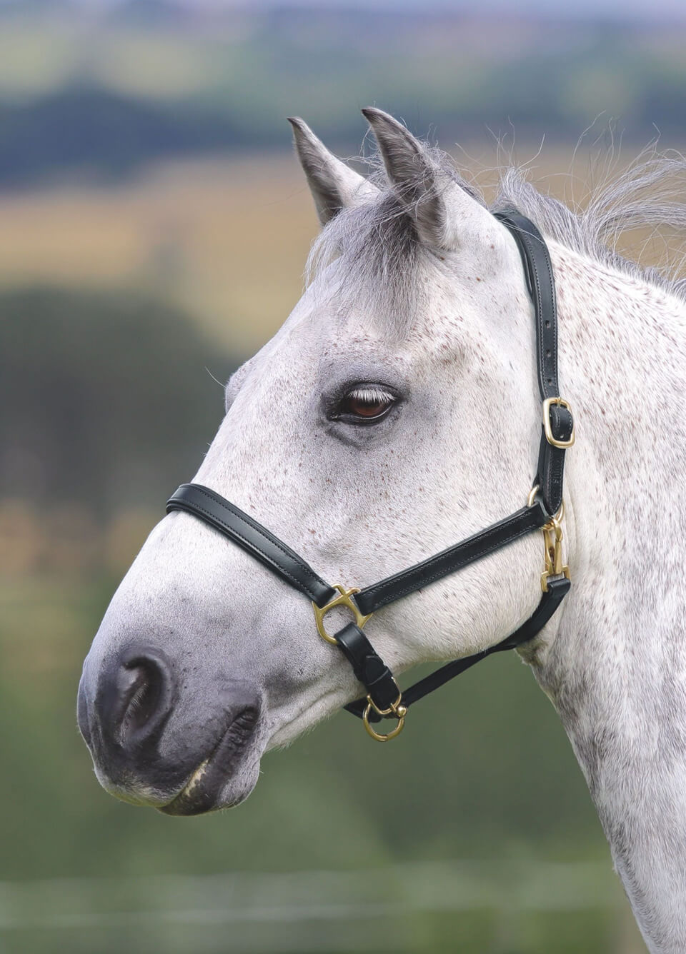 Shires Velociti GARA Ragley Lined Leather Headcollar - Black