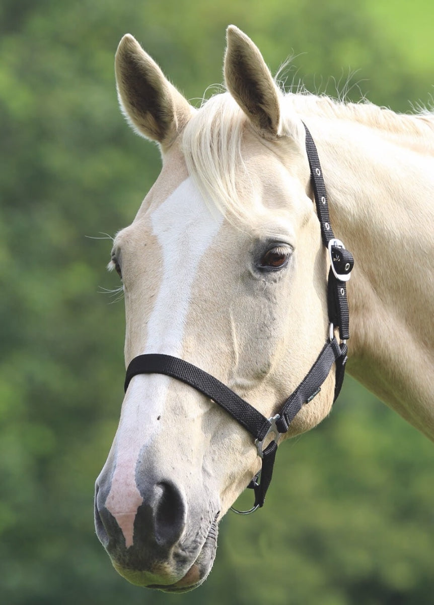 Shires Wessex Headcollar - Black