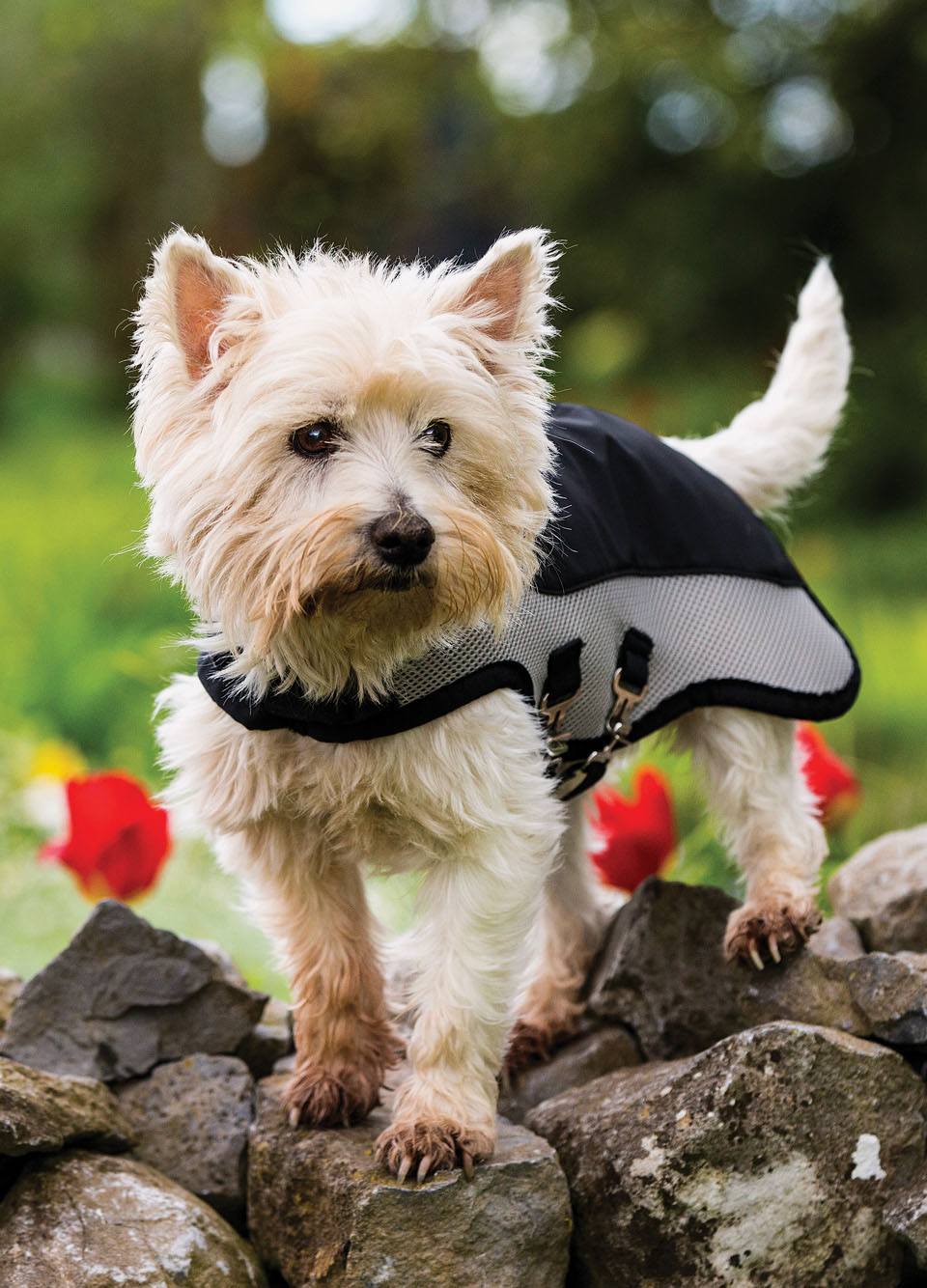 Rambo Summer Series Dog Rug - Black/Silver