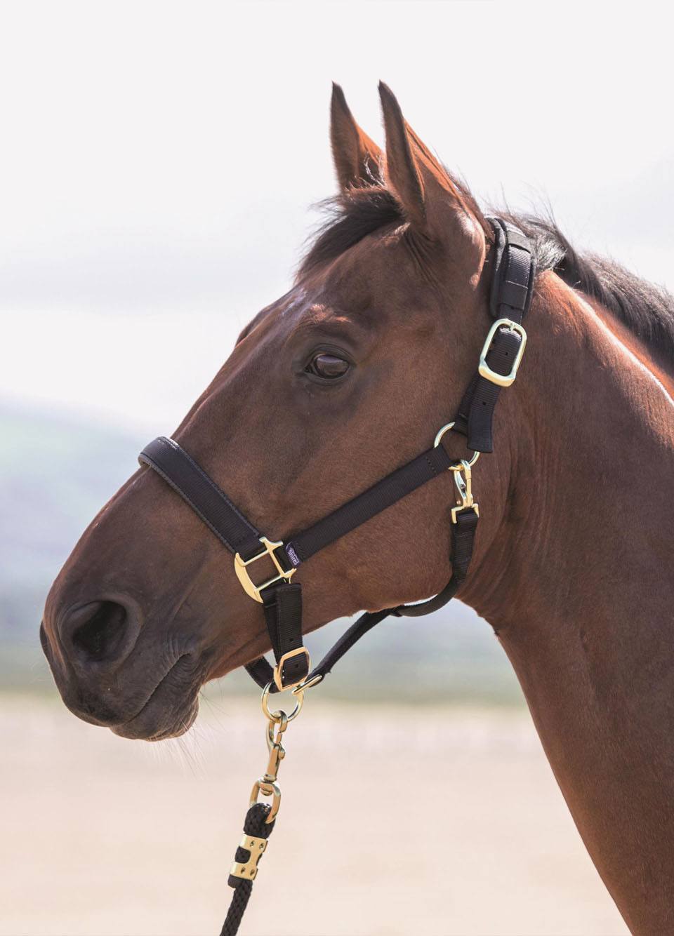 Shires Topaz Padded Headcollar - Black