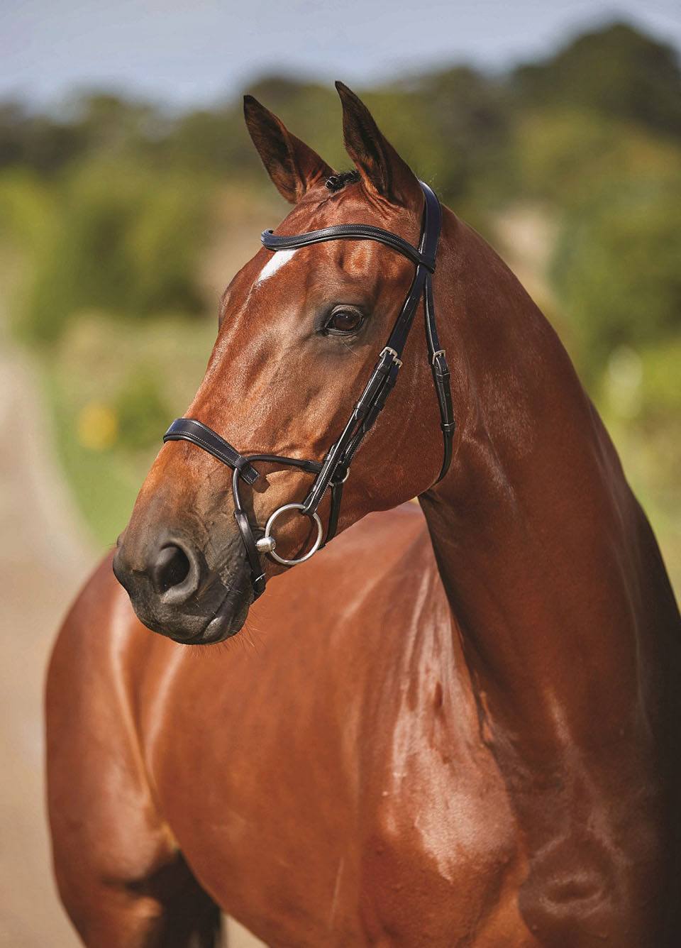 Collegiate Comfitec Training Bridle - Black