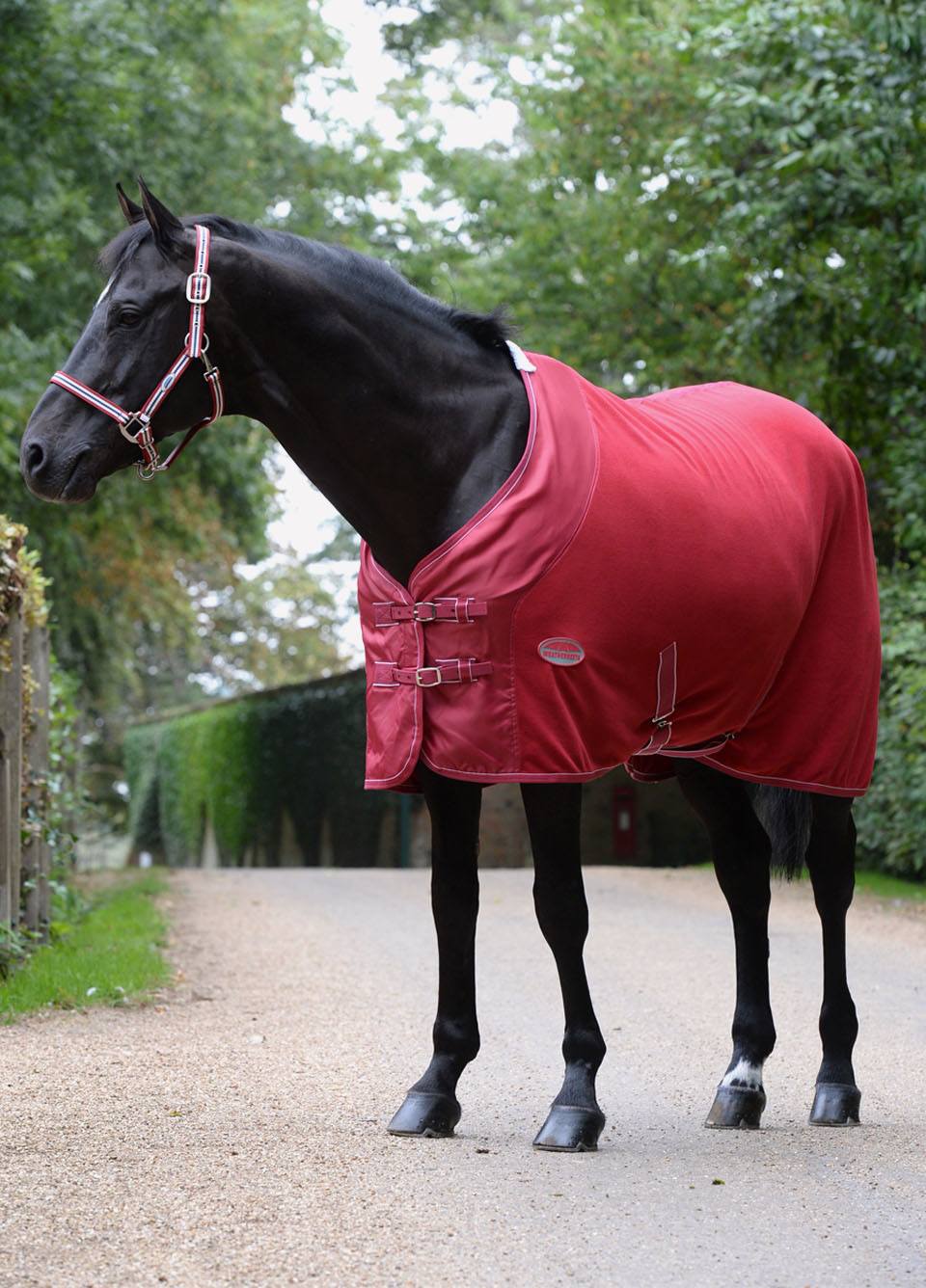 Weatherbeeta Coordinate Headcollar - Ruby