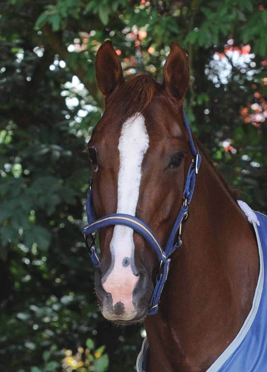 Weatherbeeta Coordinate Headcollar - Dark Blue/Brown/Grey