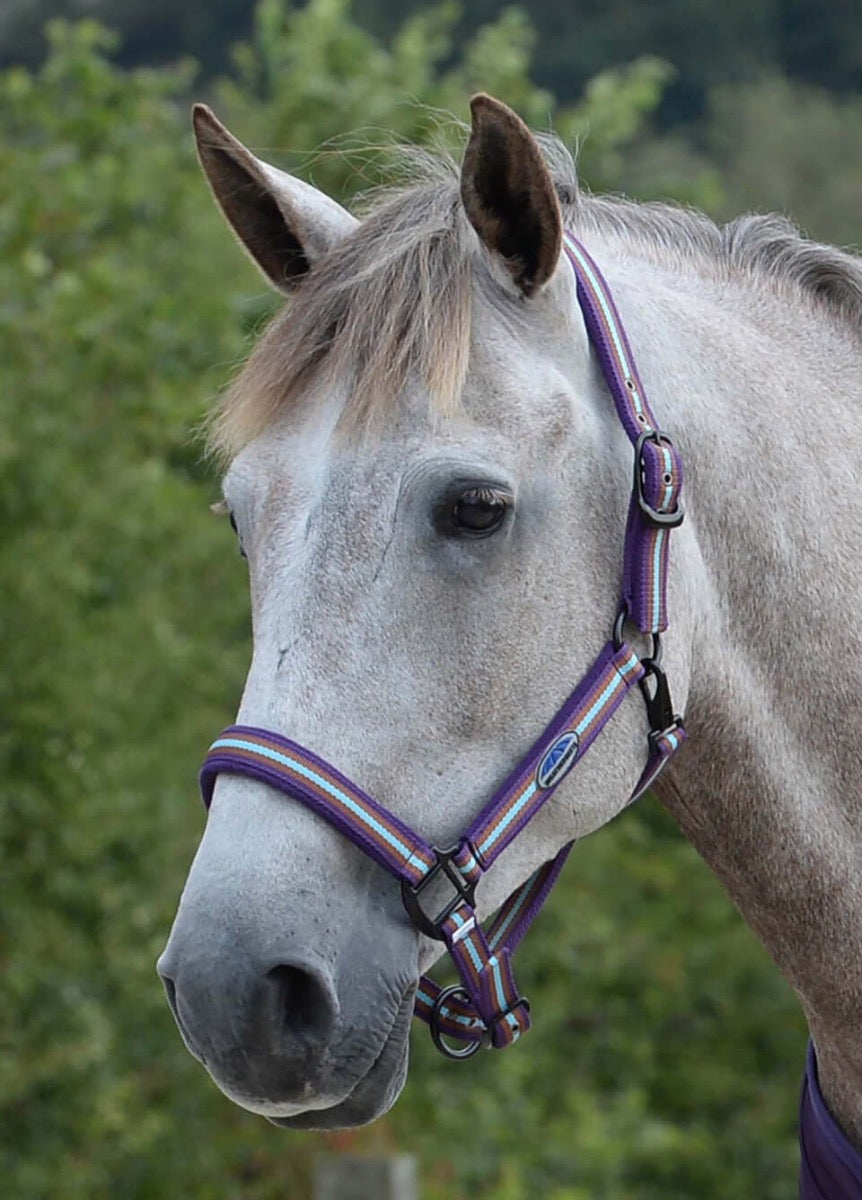 Weatherbeeta Coordinate Headcollar - Purple/Brown/Blue
