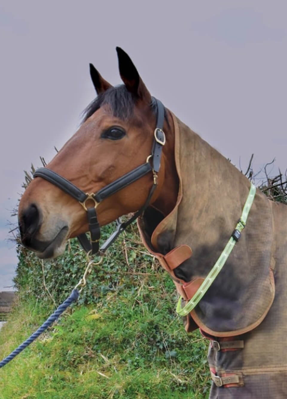 Woof Wear LED Sash - Yellow