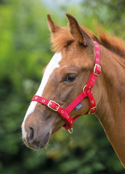Shires Nylon Foal Headcollar - Red